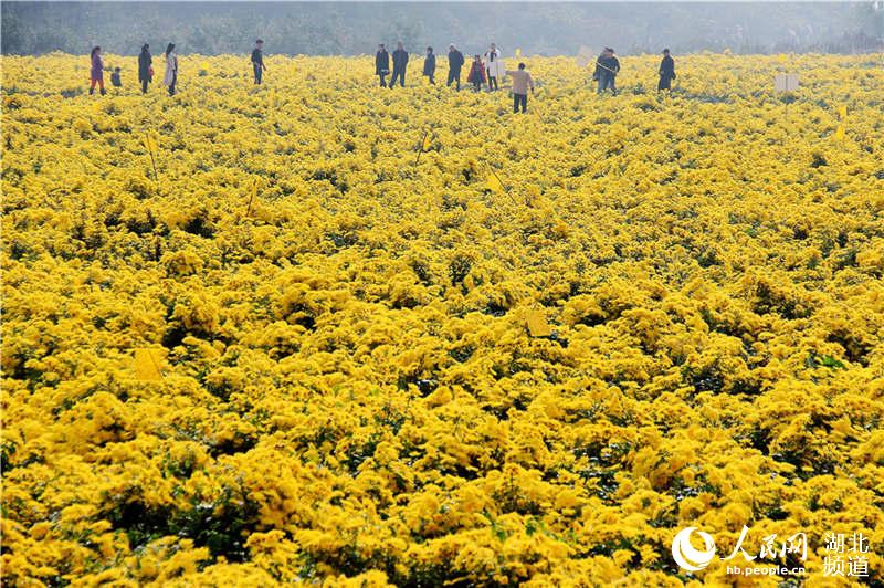 湖北十堰：武當道菊豐收 助農增收致富