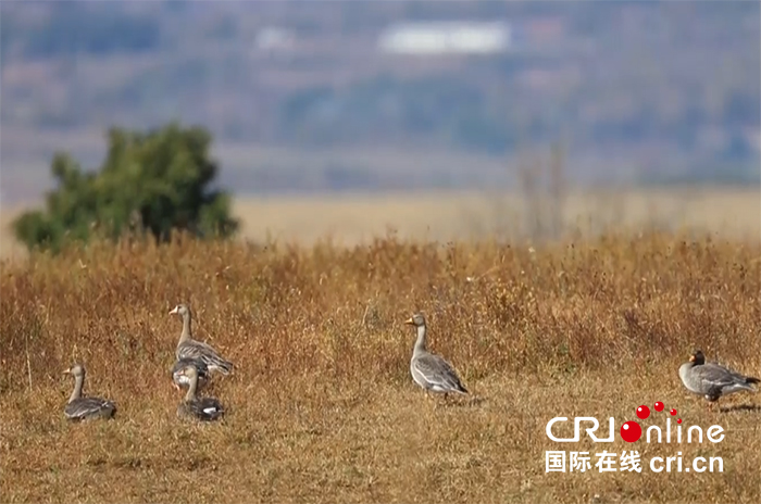 07【吉林】【供稿】【CRI看吉林（標題）】【圖説吉林】【社會民生（標題）】【關東黑土（長春）】【移動版（圖）】吉林敬信濕地迎來首批南遷大雁