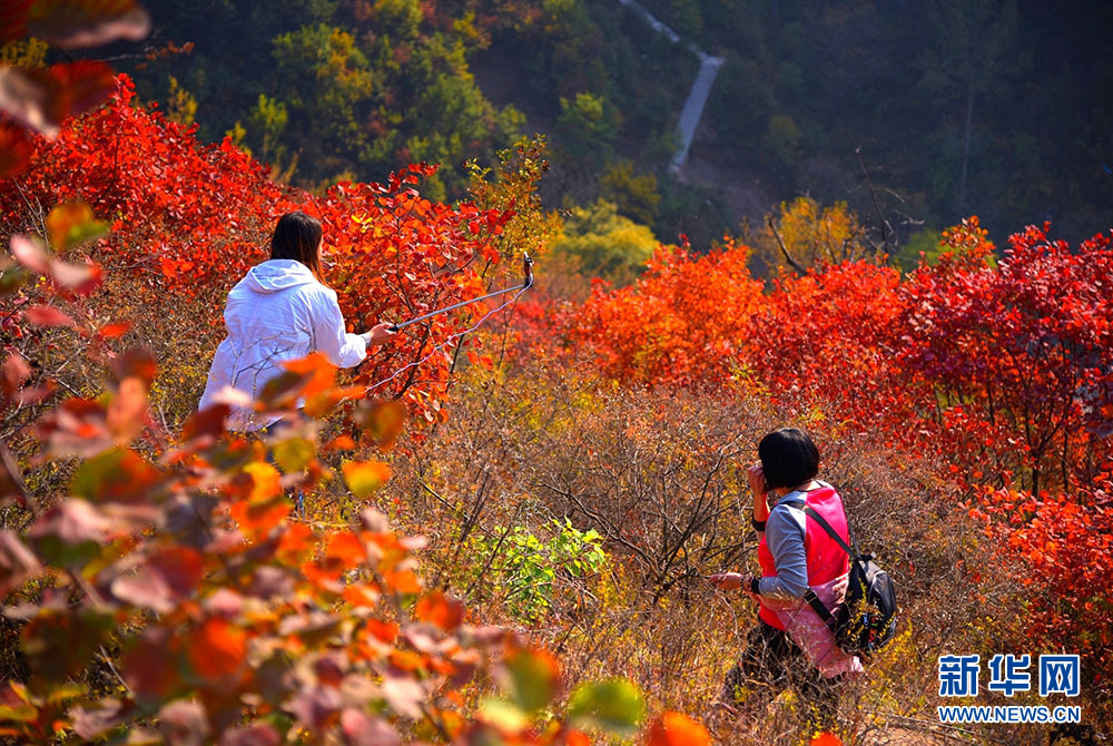 河北涉县：庄子岭遍山红叶迎游客