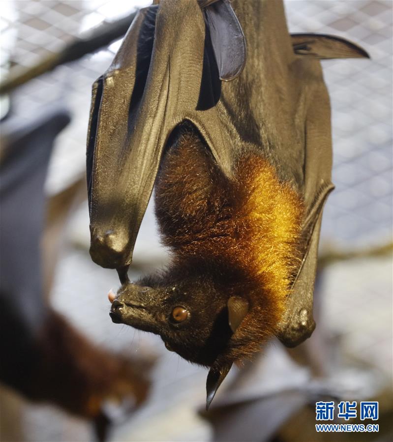 馬來大狐蝠在廣州展出