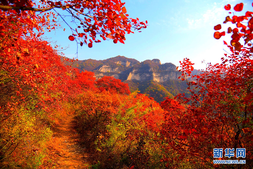 河北涉县：庄子岭遍山红叶迎游客