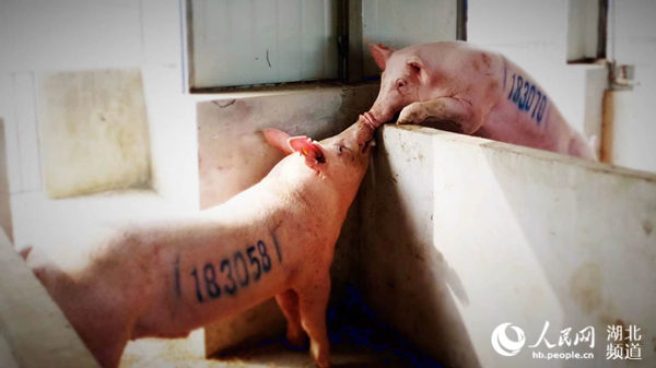 湖北新晋“猪王”诞生 一头种猪拍出3.9万元