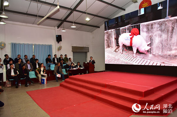 湖北新晉“豬王”誕生 一頭種豬拍出3.9萬元