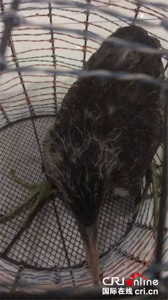 已過審【社會民生】渝中區上清寺警民救鳥 眾人點讚