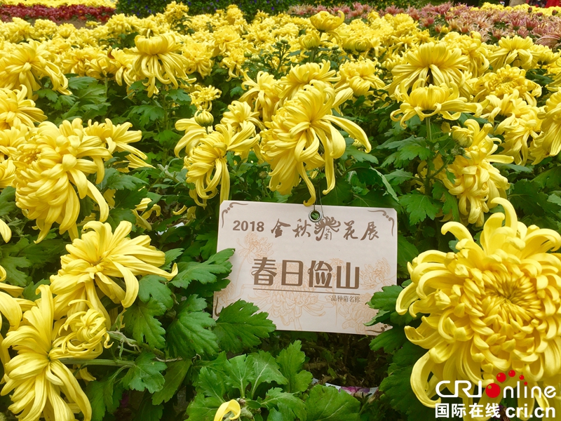 （已过审、焦点图、市州 贵阳、移动版轮播图、客户端贵州轮播图）2018贵阳阿哈湖湿地公园大型菊花展点亮林城秋色（组图）