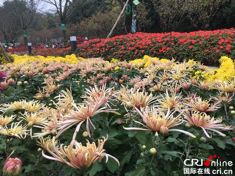 （已过审、焦点图、市州 贵阳、移动版轮播图、客户端贵州轮播图）2018贵阳阿哈湖湿地公园大型菊花展点亮林城秋色（组图）