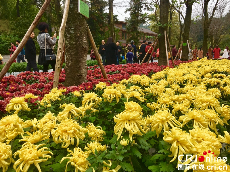 （已过审、焦点图、市州 贵阳、移动版轮播图、客户端贵州轮播图）2018贵阳阿哈湖湿地公园大型菊花展点亮林城秋色（组图）