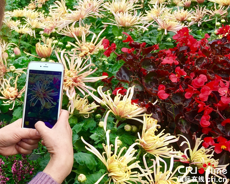 （已过审、焦点图、市州 贵阳、移动版轮播图、客户端贵州轮播图）2018贵阳阿哈湖湿地公园大型菊花展点亮林城秋色（组图）