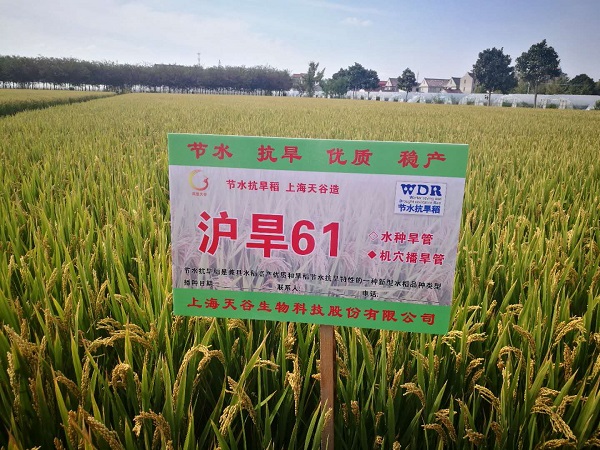 上海節水抗旱稻“滬旱61”：節水50% 節肥20%