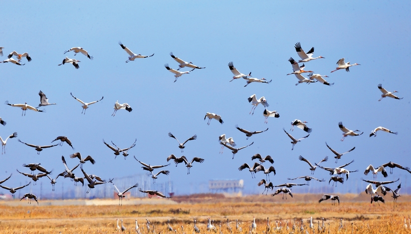 鎮賚縣莫莫格國家級自然保護區萬鳥翔集