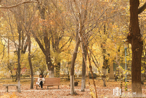 深秋落葉美 哈工程等校園成秋遊網紅地 深秋落葉美 哈工程等校園成秋遊網紅地