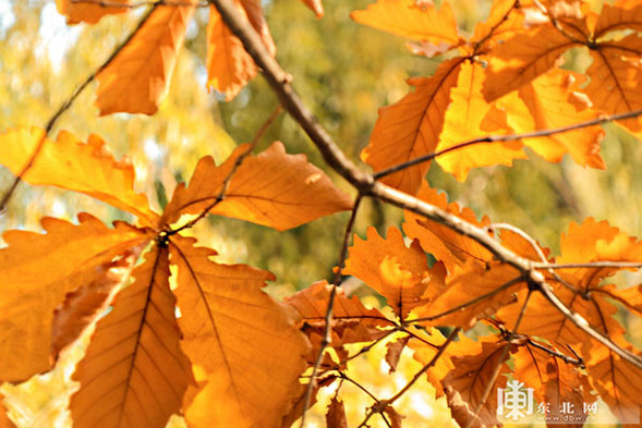 深秋落葉美 哈工程等校園成秋遊網紅地 深秋落葉美 哈工程等校園成秋遊網紅地