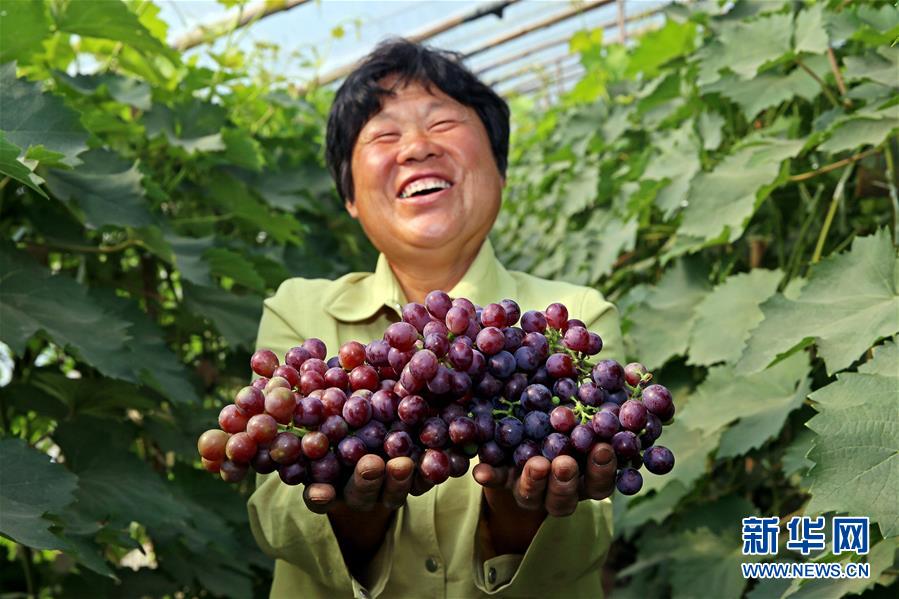河北永清:冷棚葡萄成農民增收新亮點 河北永清:冷棚葡萄成農民增收新亮點