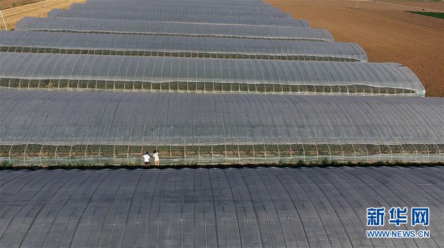 河北永清:冷棚葡萄成農民增收新亮點 河北永清:冷棚葡萄成農民增收新亮點