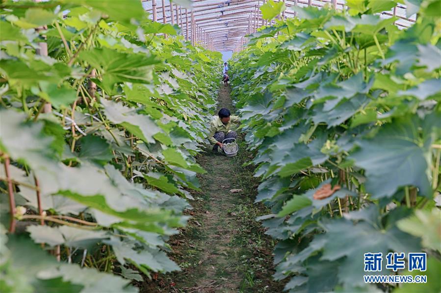 河北永清:冷棚葡萄成農民增收新亮點 河北永清:冷棚葡萄成農民增收新亮點