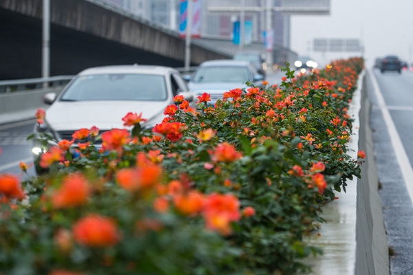 圖説武漢丨月季花在十月盛放