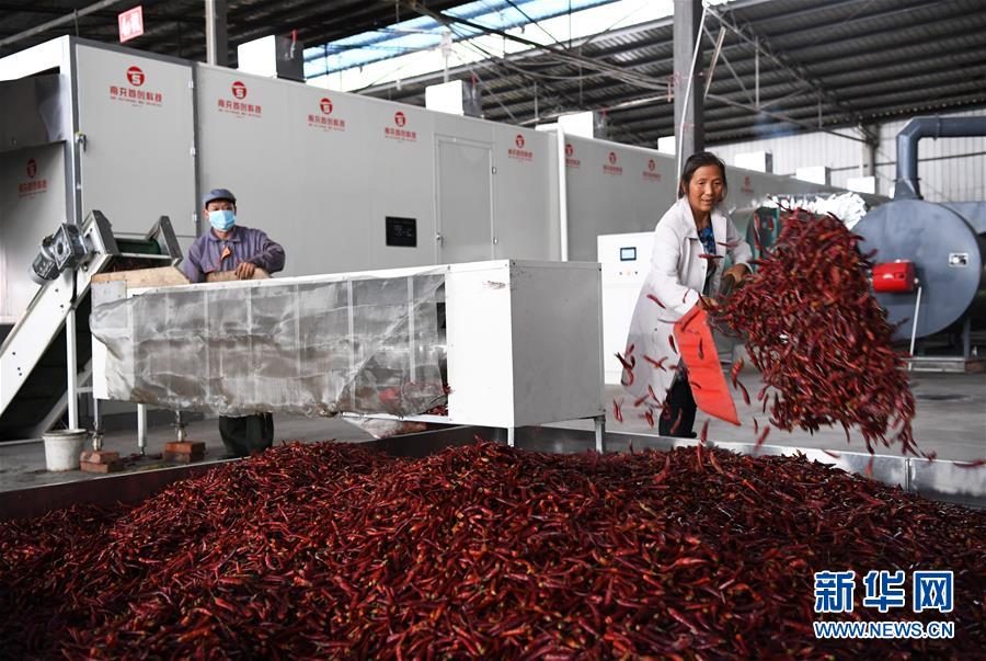 【焦點圖】重慶石柱：辣椒産業助力脫貧攻堅