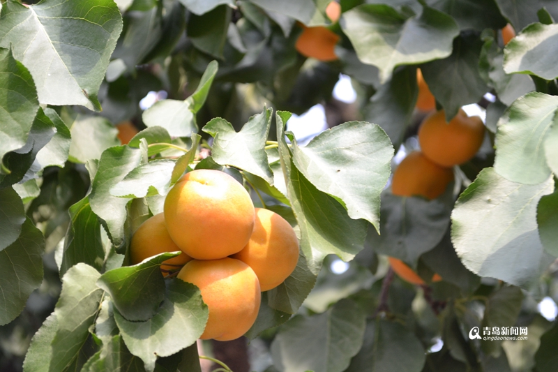青岛少山杏大量上市 甜杏采摘期仅剩最后一周