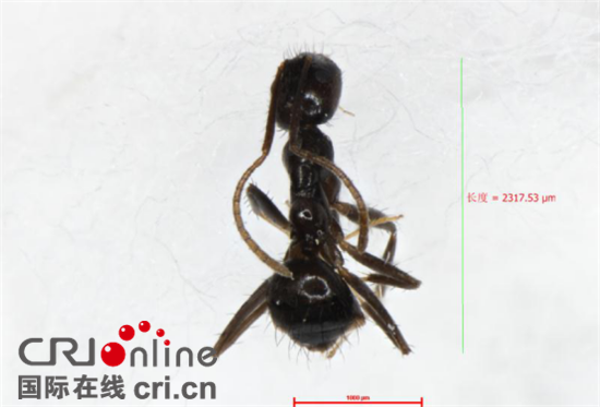 已过审【法制安全】重庆检验检疫部门首次截获长角立毛蚁