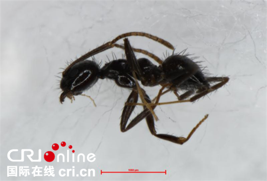 已過審【法制安全】重慶檢驗檢疫部門首次截獲長角立毛蟻 已過審【法制安全】重慶檢驗檢疫部門首次截獲長角立毛蟻