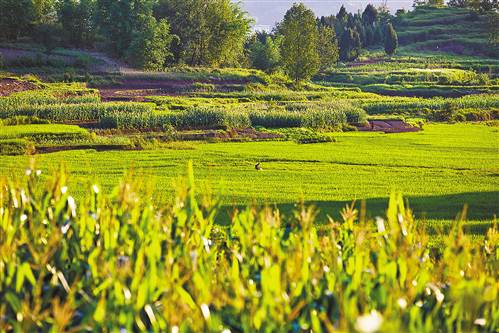 【忠縣】忠縣：42萬畝水稻長勢喜人