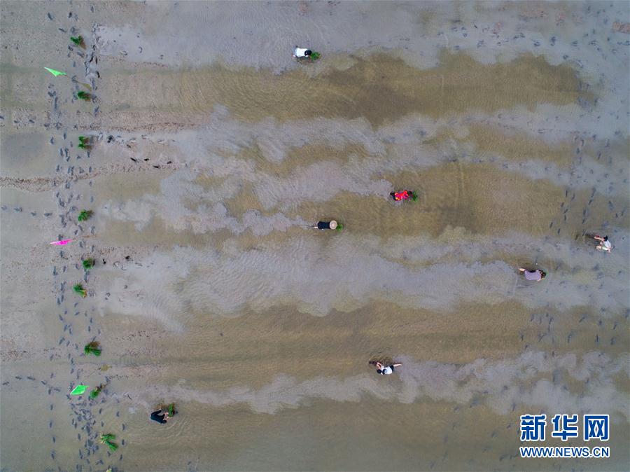 太湖南岸鄉村舉行“農耕趣味運動會”