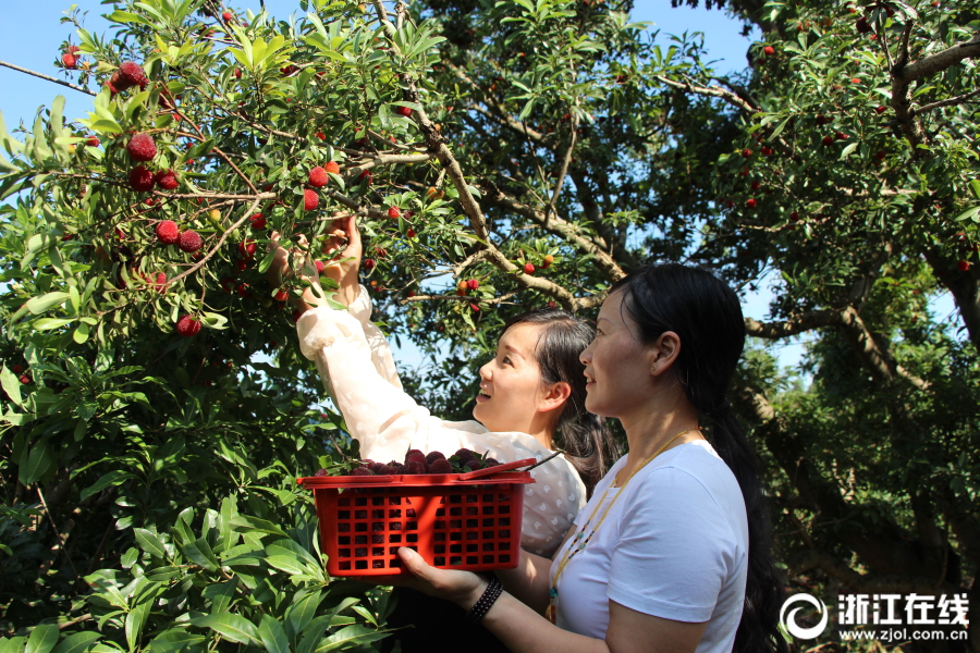 路橋：楊梅成熟季 採摘樂趣多