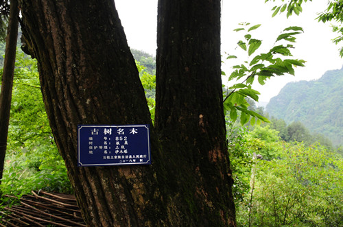 石柱县林业局为千棵古树名木制作“电子身份证”