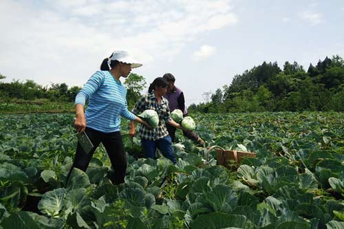【黔江】黔江：种植生态蔬菜 撑起脱贫“蓝天”