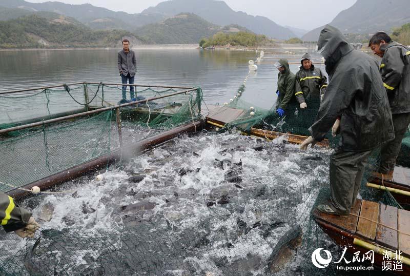 湖北保康：金秋时节鱼满舱 水美人喜丰收忙