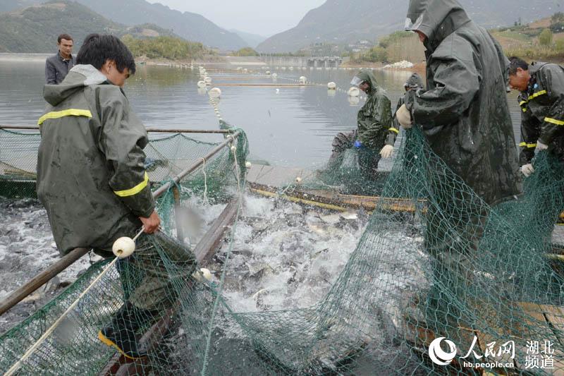 湖北保康：金秋時節魚滿艙 水美人喜豐收忙