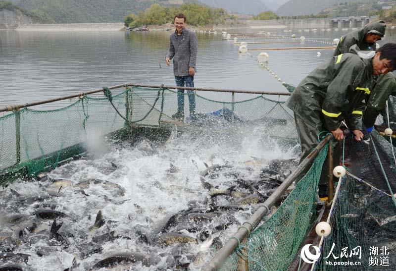 湖北保康：金秋時節魚滿艙 水美人喜豐收忙