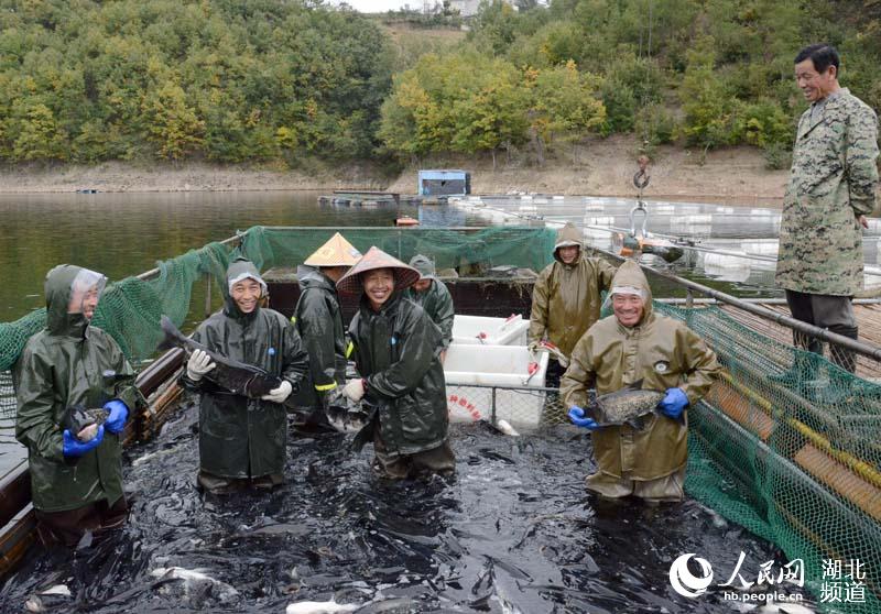 湖北保康：金秋時節魚滿艙 水美人喜豐收忙