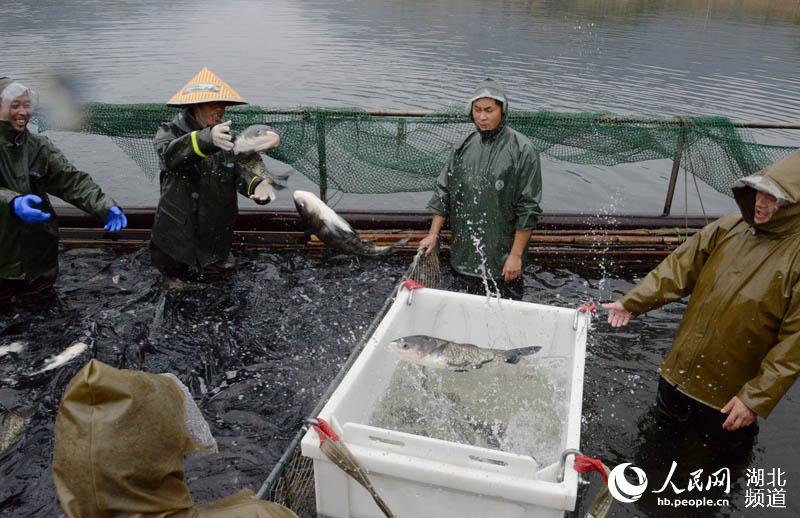 湖北保康：金秋時節魚滿艙 水美人喜豐收忙