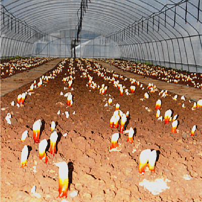 【城口】城口修齊鎮:靈芝基地建成投産 貧困戶增收 【城口】城口修齊鎮:靈芝基地建成投産 貧困戶增收