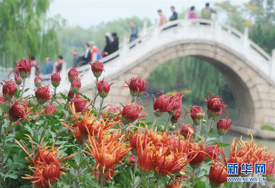 江苏扬州：瘦西湖菊花绽放迎客来