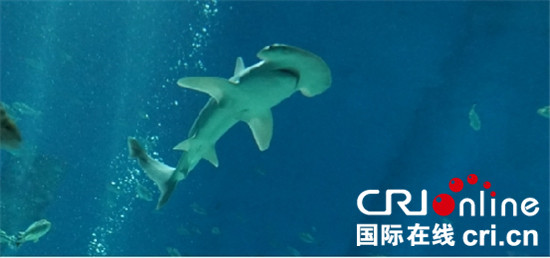 已过审【社会民生】6条窄头双髻鲨从美国弗罗里抵达重庆