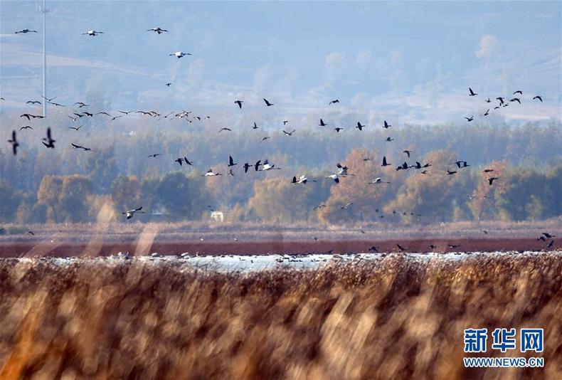 成群白鶴來到瀋陽市法庫縣獾子洞濕地覓食