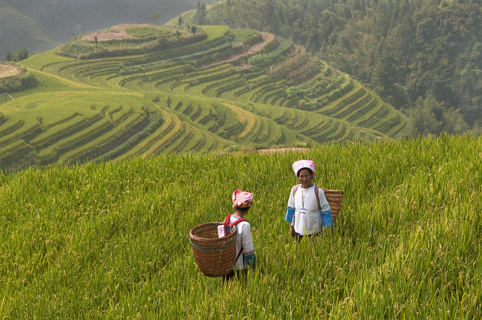 图片默认标题_fororder_壮族梯田
