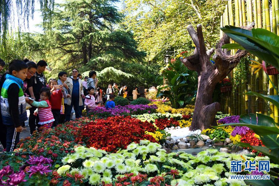 济南：趵突泉畔金菊争艳