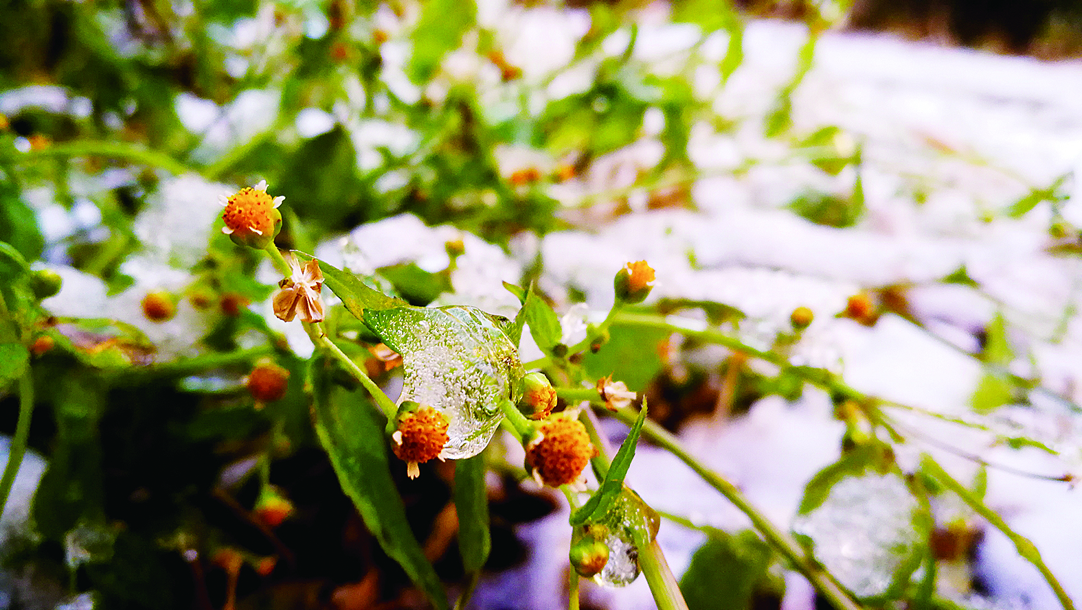 小雪夜訪 春城添新粧