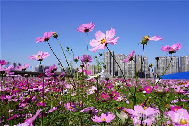 武漢鬧市有一片花海 卻無人問津