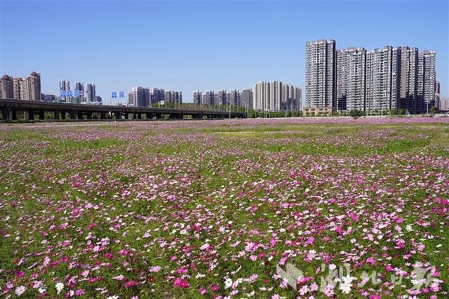 武漢鬧市有一片花海 卻無人問津