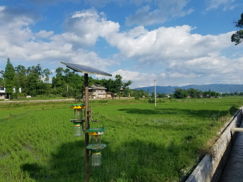 圖片默認標題_fororder_有機水稻生産區的太陽能誘捕器