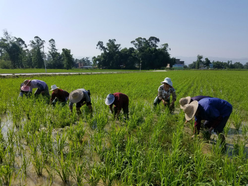 圖片默認標題_fororder_金平村7組農民在有機水稻田間人工除草