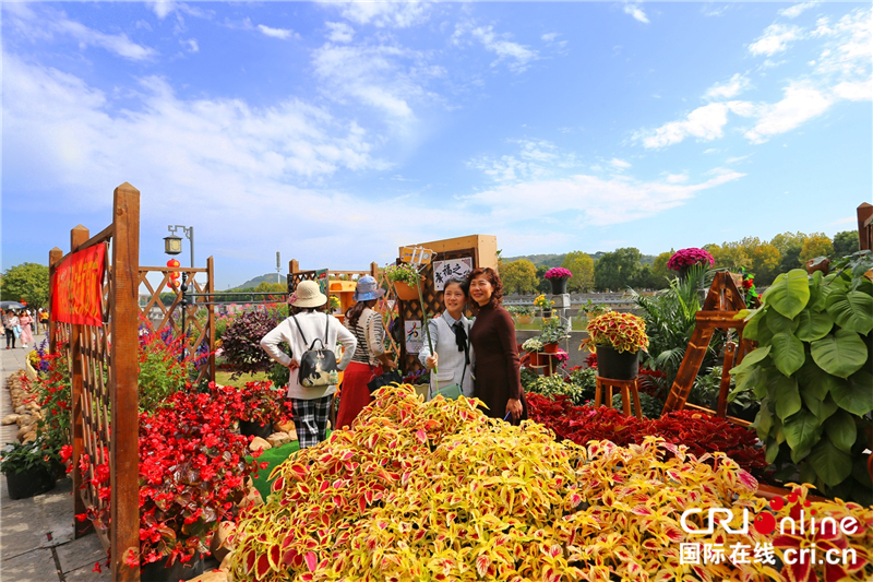 宜昌市第33届菊花展在龙泉铺古镇启幕