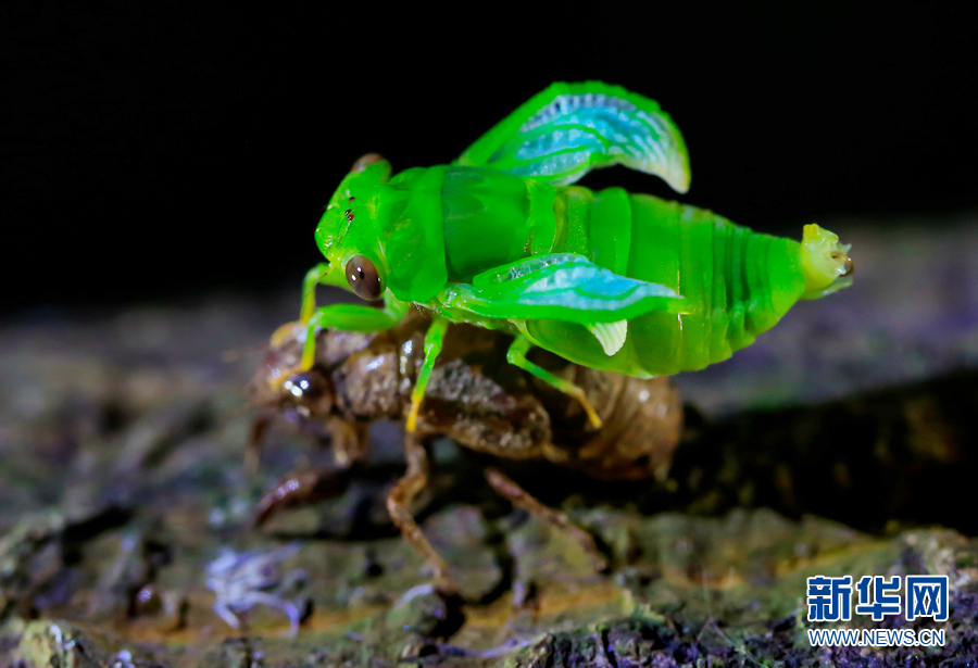 夏至蝉始鸣图片记录金蝉脱壳全过程