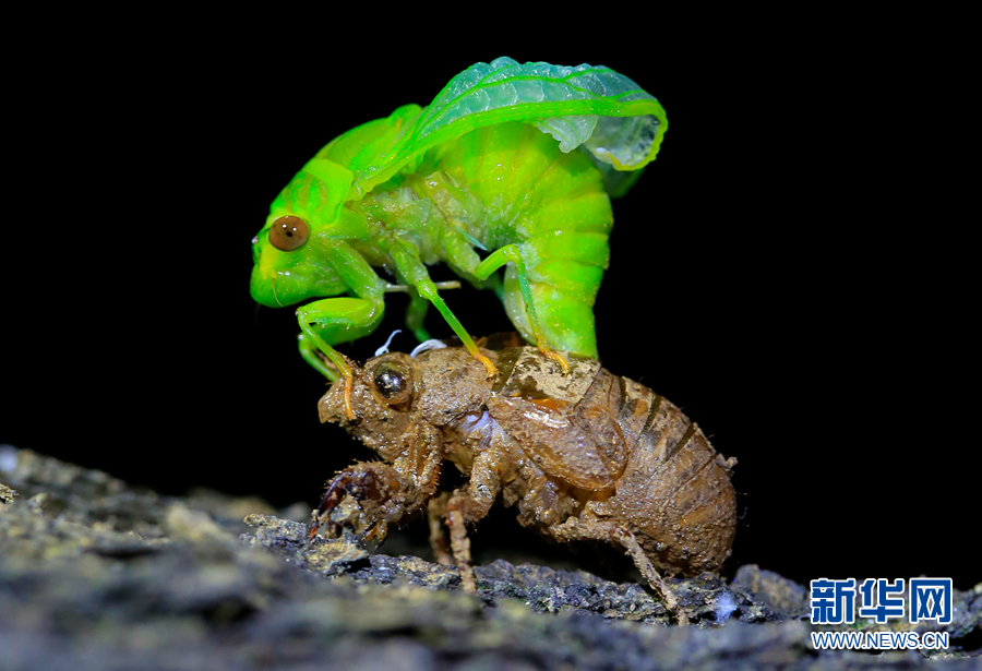 夏至蝉始鸣图片记录金蝉脱壳全过程