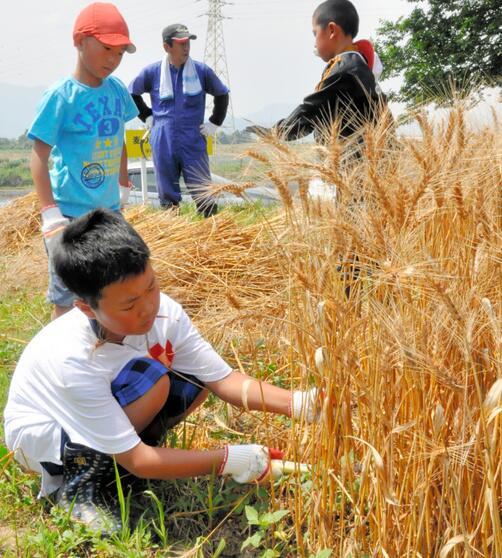 日本宇佐市小学生体验收割小麦 将亲自制作披萨饼