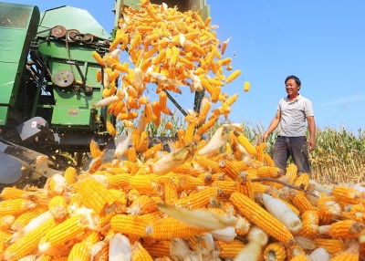 【頭條-文字+摘要】中原糧倉:從“保飯碗”到“興廚房”